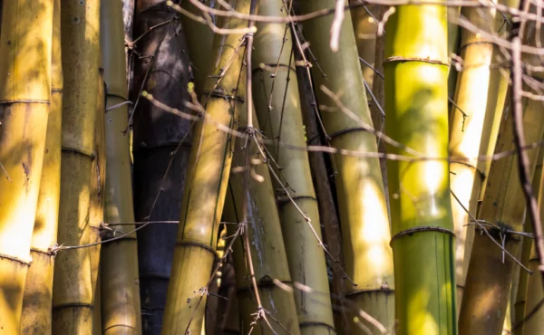 A cadeia produtiva do bambu no Brasil: análise de mercado e perspectivas de crescimento